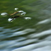 Water Strider aka Pond Skater by jayberg