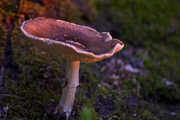 10th Aug 2013 - Mysterious Mushroom at Twilight