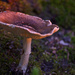 Mysterious Mushroom at Twilight by taffy