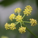 Lovage fruiting IMG_8696 by annelis