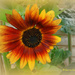 That Sunflower In Full. by darrenboyj