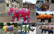 11th Aug 2013 - Go! Rhinos - in Southampton