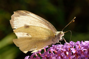 11th Aug 2013 - White butterfly