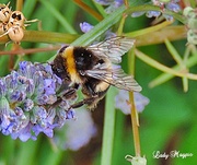 11th Aug 2013 - A very Bizzy Bee