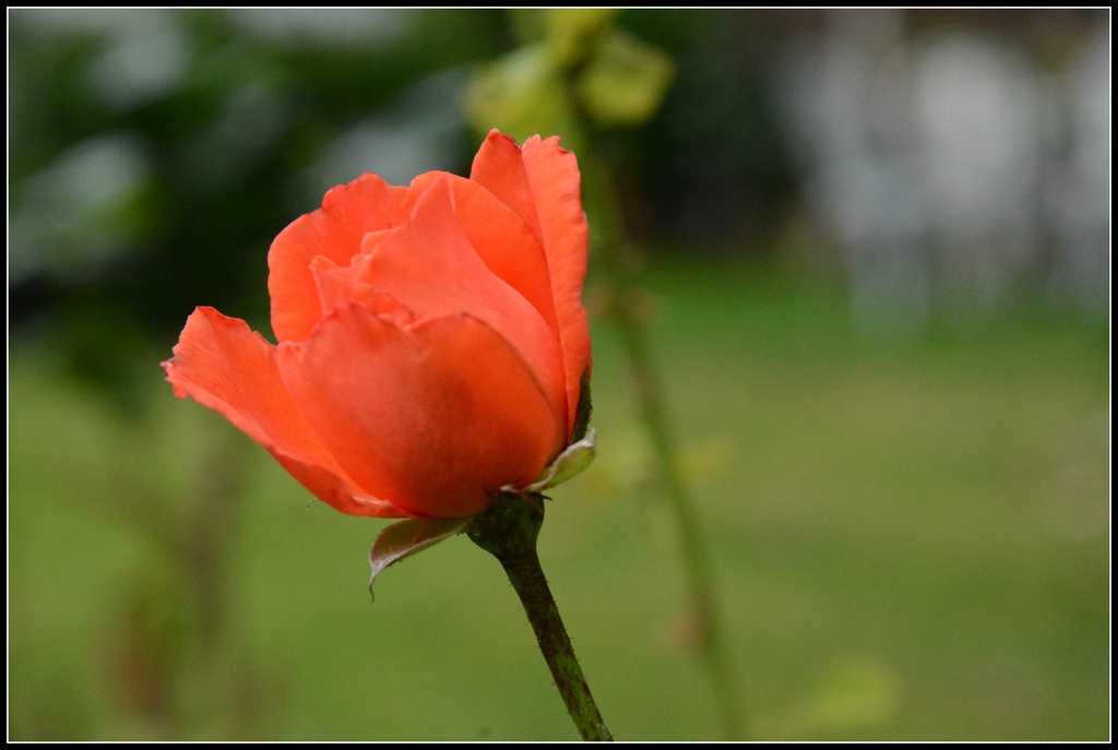 Pretty rose bud by rosiekind