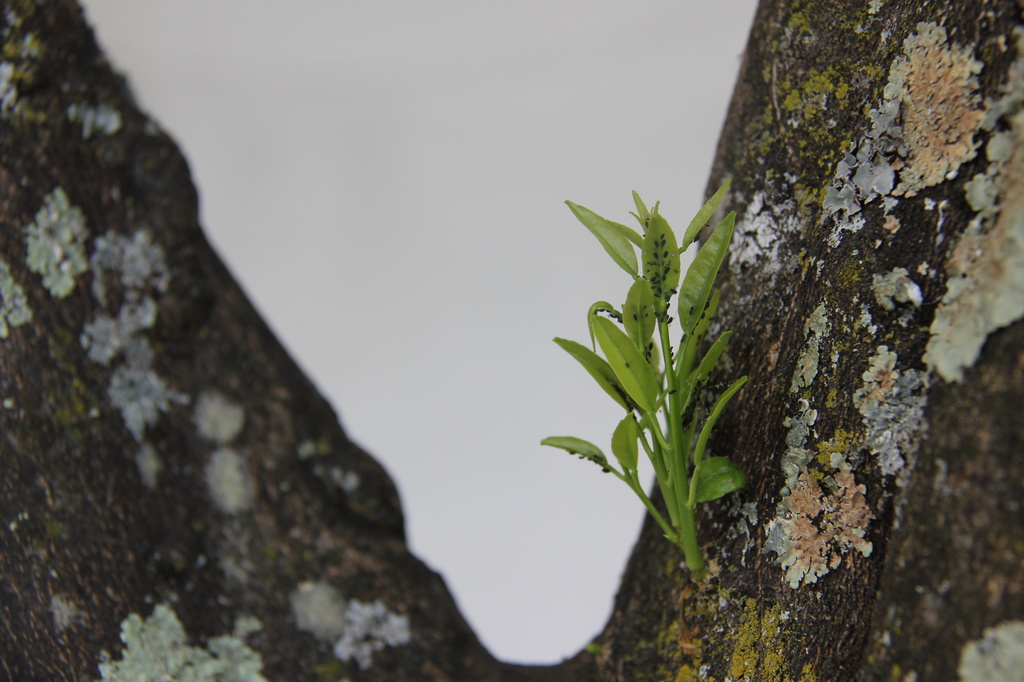 little tree branch by belucha