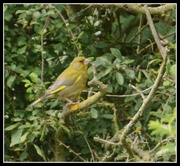11th Aug 2013 - Greenfinch