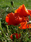 11th Aug 2013 - Poppies & Morning Dew
