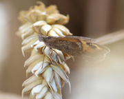 11th Aug 2013 - Meadow brown in the wheat meadow