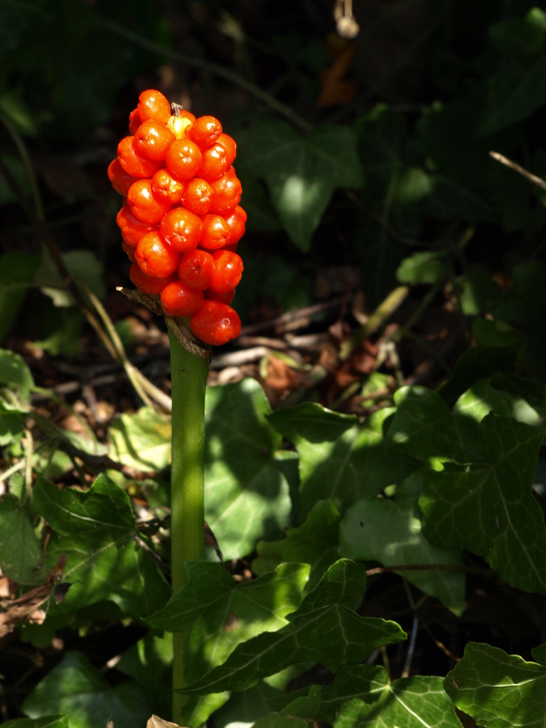 Jack in the pulpit - 11-8 by barrowlane