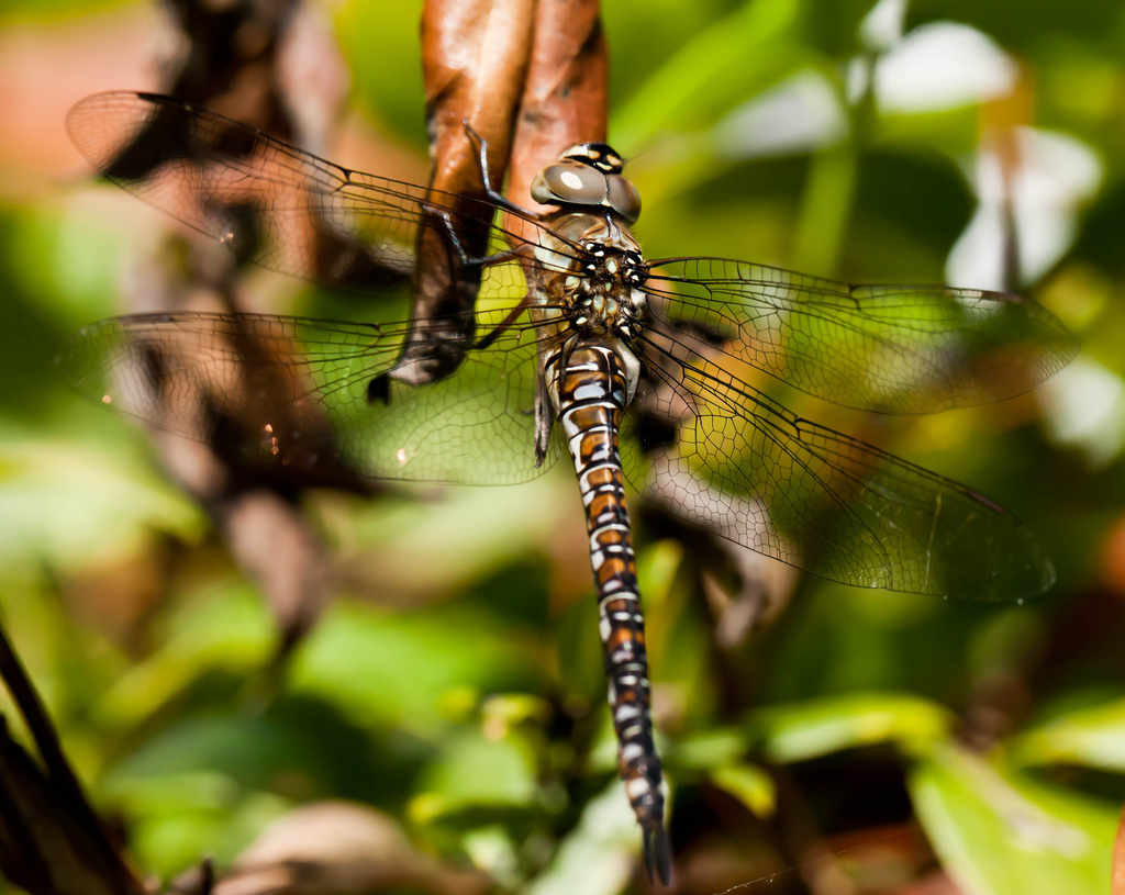 11th August 2013 Dragonfly by pamknowler
