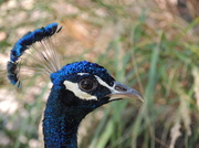 5th Aug 2013 - Peacock