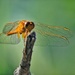 Gossamer Wings by jesperani