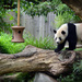 Panda by tracys