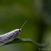 Ermine Moth by leonbuys83