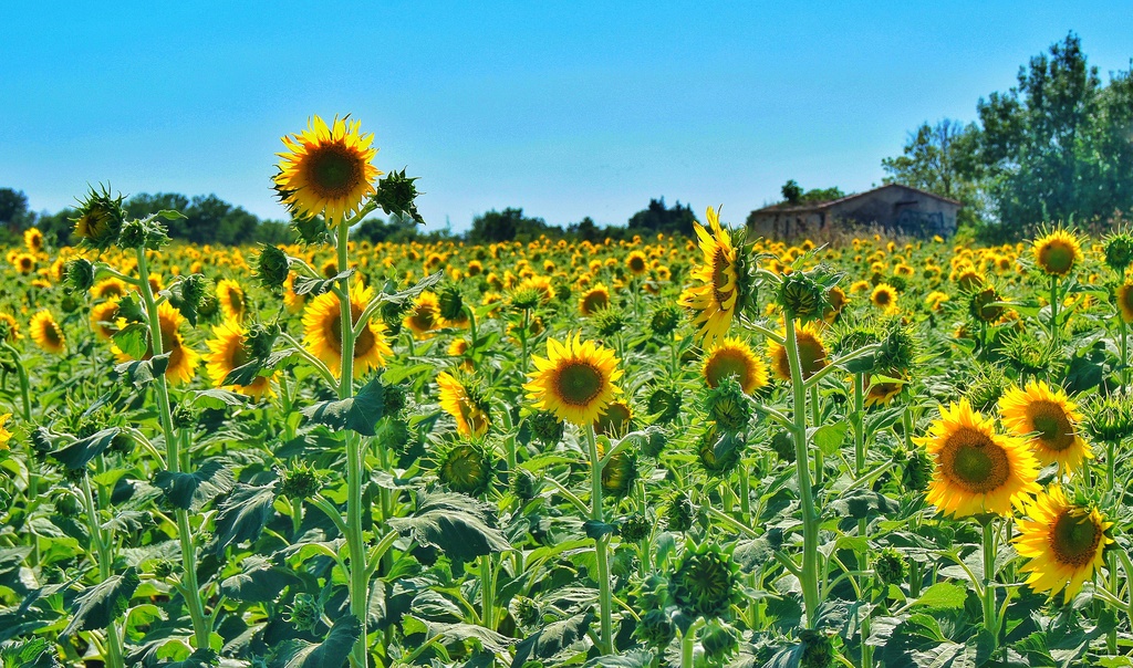 Field of Sunshine by jesperani