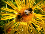 11th Aug 2013 - Bidens tripartita and bees