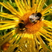 Bidens tripartita and bees by pyrrhula