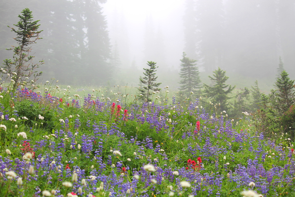 Alpine flowers and fog. by jankoos