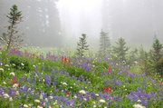 7th Aug 2013 - Alpine flowers and fog.