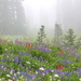 Alpine flowers and fog. by jankoos