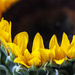 Sunflower Flames by gardencat