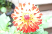 11th Aug 2013 - Overexposed Flower