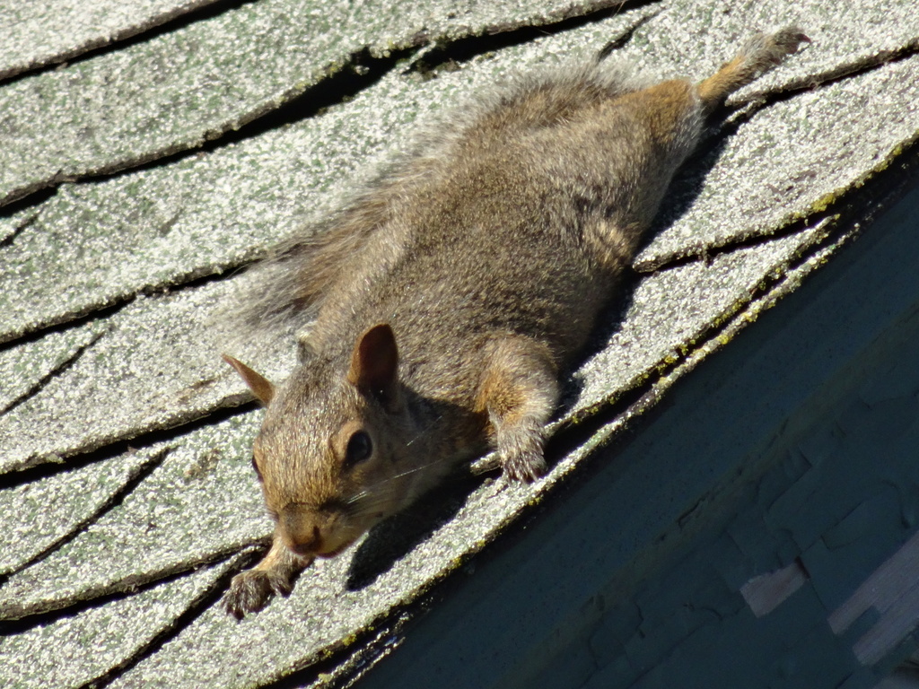 Day 68 Squirrel on Shingles by rminer