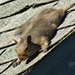 Day 68 Squirrel on Shingles by rminer