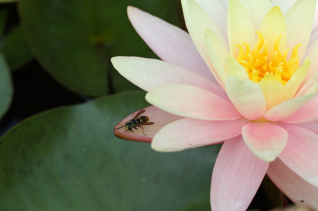 Wasp and Water Lilly by mzzhope