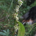 European Dodder (Cuscuta europaea ssp. europaea) Humalanvieras, Nässelsnärja  by annelis