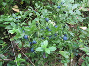 25th Jul 2013 - Bilberry (Vaccinium myrtillus), Mustikka, Blåbär 
