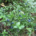 Bilberry (Vaccinium myrtillus), Mustikka, Blåbär  by annelis
