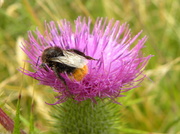 7th Aug 2013 - Bee