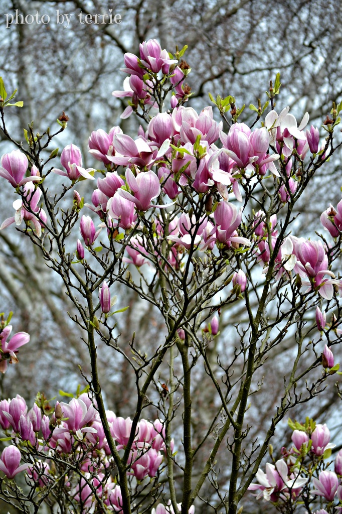 Magnolia by teodw