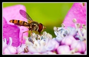 12th Aug 2013 - 12th August 2013 Hoverfly