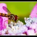 12th August 2013 Hoverfly by pamknowler