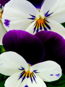 12th Aug 2013 - Pansy
