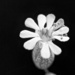 Strange little flower by joa