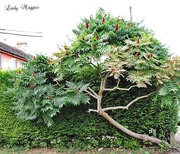 12th Aug 2013 - Staghorn Sumac Tree