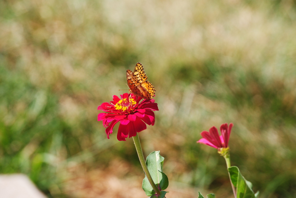 Butterfly on Zinnia by genealogygenie