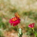 Butterfly on Zinnia by genealogygenie