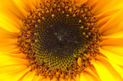 12th Aug 2013 - Sunflower