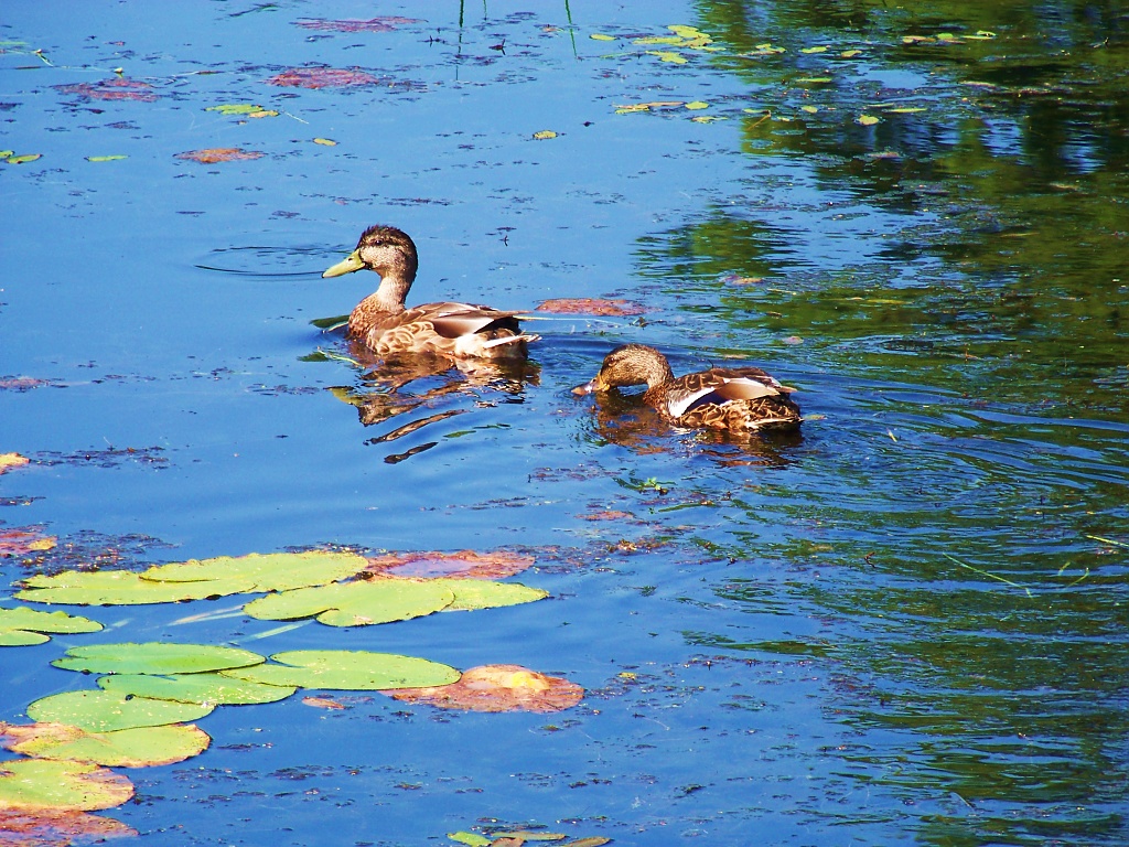 Ducks at Number One Pond Sanford Maine by dorim