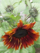 12th Aug 2013 - Impressionist Sunflower