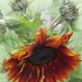 Impressionist Sunflower by bjywamer