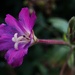 Wild flower close-up - 12-8 by barrowlane