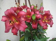 11th Aug 2013 -  More Lilies