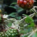Black berry soon - 12-8 by barrowlane
