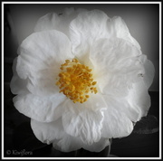12th Aug 2013 - White Camellia